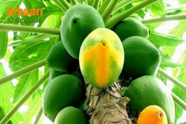 Papaya (पपीता)